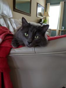 Shadow keeps the couch warm while waiting for a napping partner.