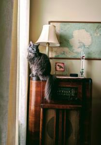 Shadow keeps watch over the inside and outside from her fancy perch.