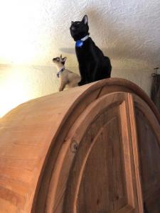 Trinity and Neo take their bug patrol duty very seriously.