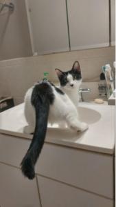 "Does this sink make my butt look big?"