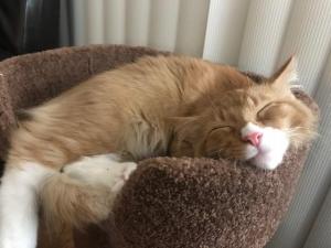 Moe does a snooze in his cat tree, dreaming about all the toys he'll get to play with when he wakes up!