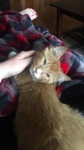 Moe gets some quality cuddles while wondering how he got to be the luckiest cat in the world.