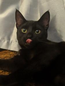 Nyx gets caught mid-blep!