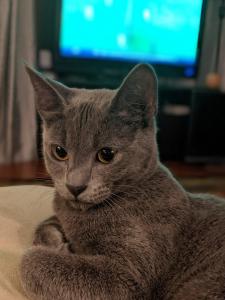 "But I don't really look like a kangaroo..." Roo ponders the mysteries of life.