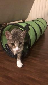 The tunnel was long and dark, but Esmé made it through to the other side!