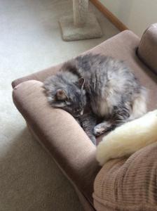 Luna makes herself at home in her new chair.