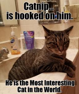 Stay purr-sty, my friends.
