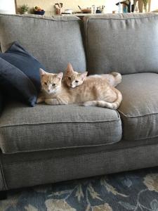 Dawson & Daisy spend some quality time together on the couch.