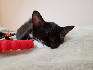 A dreamless snooze--all of Tilly's dreams have come true!