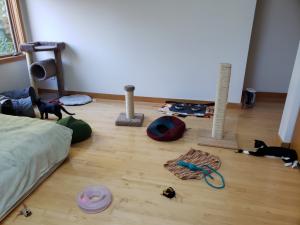 Felix and Lola hang out in their room, trying to decide what to play with first!