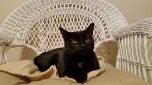 Stitch claims her throne!