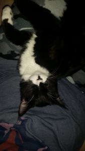Upside down, sideways, backwards--Panda will nap in any position.