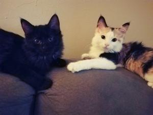 Poof and Pumpkin pose for their photo, hoping to make this years Christmas card!