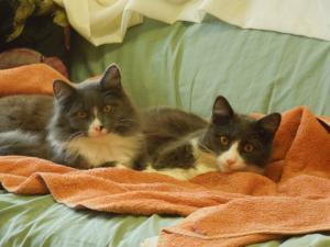 Saturn and Jupiter enjoying their first morning at their new forever home.