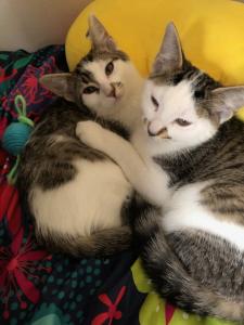A moment of kitten cuteness between siblings Mars & Jupiter.