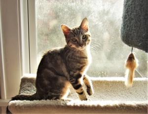 Someone call Catster magazine. We've found their next cover cat!