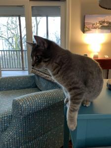 Finn explores the different jumping and perching sites in his new home.