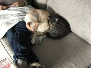 Finn and Isaac (cream) snuggle up to keep warm in these Wisconsin winters.