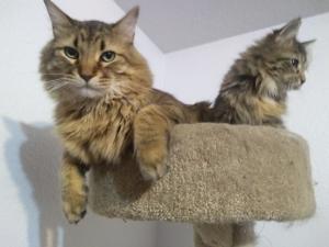 Raisin (right) and Fuzzball learn the delicate art of sharing.