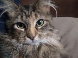 Part Maine Coon? Maybe. But definitely ALL adorable!