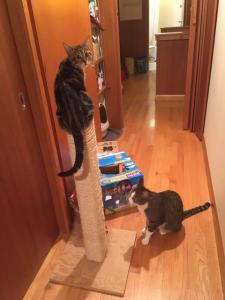 Sparks is now in charge because he's the tallest. Those are the rules...that he just made up.