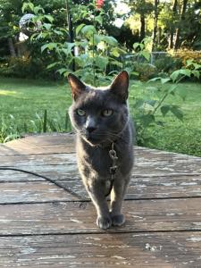 Fuzzy keeps his eye on the grill...just in case any meat were to need eating.