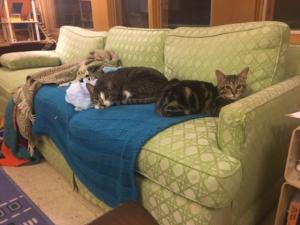 Stormy (gray & white) and Sparks have figured out how to share the couch.