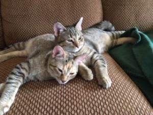 Cali & Zoey snuggle together and reflect on how lucky they are!