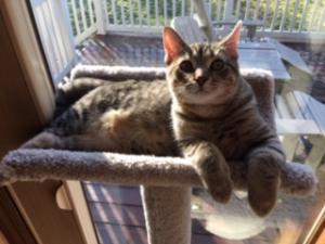 Zoey (or Cali?) feels right at home in her new cat tree.