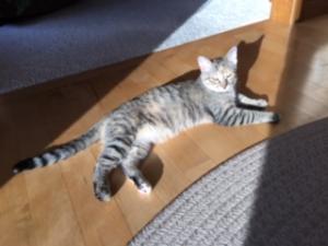 Cali (or Zoey?) finds a perfectly-sized sunbeam for her nap.