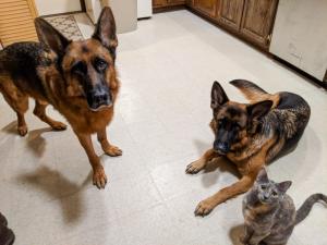Kira hangs out with her dog siblings.