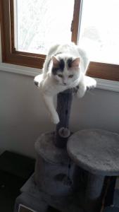 The princess surveys her kingdom from atop her tower.