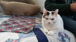 Ariel finds a comfy spot to curl up near one of her new humans.