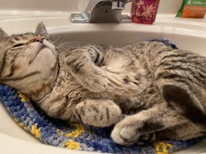 Sinks are the best spot to hang out!