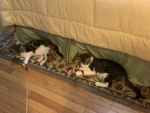 Freddie & Alice love play time!