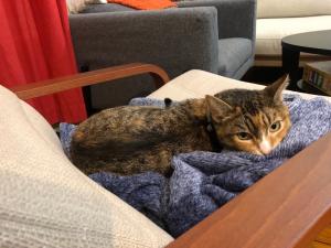 Nori's new favorite chair.