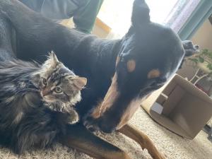 Sometimes a kitty just needs a doberman friend.