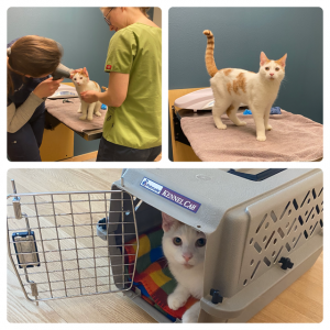 Successful trip to the Vet!