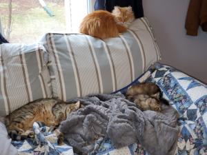 Relaxing with my new kitty siblings.