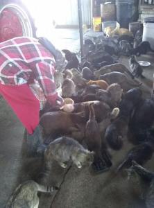 It takes a lot of food to feed almost 100 cats!