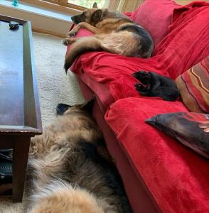 Already feeling right at home with the dog siblings!
