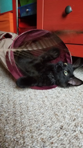 Sydney spends some time playing with toys at his fur-ever home.