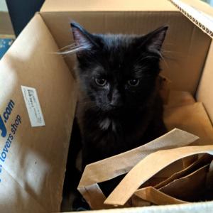 of Sweet Cats!